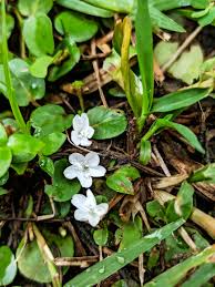 Image result for Evolvulus nummularius