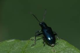 Image result for Blotiella natalensis