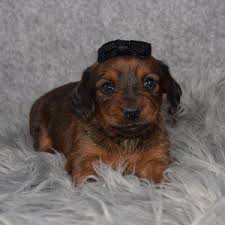 Maybe you would like to learn more about one of these? Dachshund Puppies For Sale In Pa Dachshund Puppy Adoptions