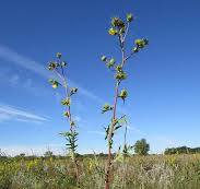 Compass Plant | Illinois Pollinators