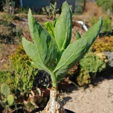 Image result for Cyphostemma