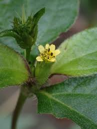 Image result for Synedrella nodiflora