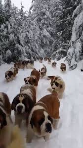 Pin By Imivai On Happy Pet Lover S Videos Video Cute Animals Puppies Cute Funny Animals