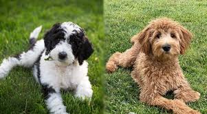It's hard to go wrong with the miniature goldendoodle, a fluffy little crossbreed that will surely melt your heart. Sheepadoodle Vs Goldendoodle What S The Difference