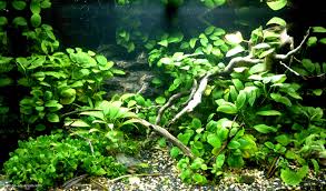 Image result for Hyparrhenia barteri