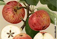 Pfälzischer obstbaum des jahres 2004. Streuobstsorten Des Jahres 2004 Nabu