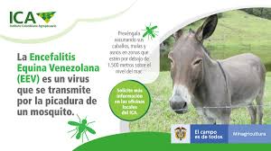 Ocasionalmente, en otros mamíferos y aves. Ica Colombia Ø¹Ù„Ù‰ ØªÙˆÙŠØªØ± La Encefalitis Equina Venezolana Eev Y La Encefalitis Equina Del Este Eee Son Enfermedades Zoonoticas Transmitidas Por Mosquitos Prevengalas Controle Las Poblaciones De Mosquitos Evitando Aguas Estancadas En