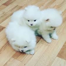 Black And White Pomeranian Puppy For Sale Pomeranian Puppies For Sale Get Pics And Price On Pomeranian Puppy Pomeranian Puppy For Sale Pomeranian