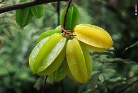We did not find results for: Starfruit Star Fruit Carambola Starfruit Carambola Sa Flickr