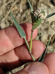 Image result for Crypsis schoenoides