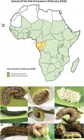 Learn the countries of europe geography tutorial game learning. Defining Biotechnological Solutions For Insect Control In Sub Saharan Africa Botha 2020 Food And Energy Security Wiley Online Library