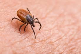 Image result for Tick Bite