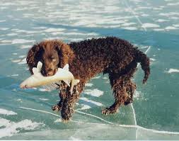 Contact wisconsin american water spaniel breeders near you using our free american water spaniel breeder search tool below! American Water Spaniel Dog Breed Complete Guide Az Animals