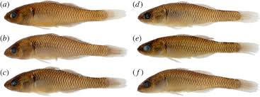 Image result for Hypselodelphys