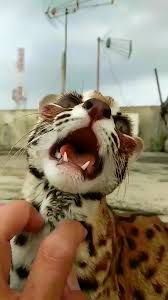 Ocelot Scratches Video Cute Baby Animals Cute Animals Animals Beautiful