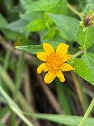 Image result for Aspilia mendoncae