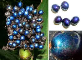 Image result for Pollia condensata