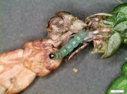 Image result for argyresthia thuiella thuja symptoms