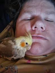 Owl Sighting Near Bird Feeder