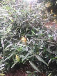 Image result for Barleria eylesii