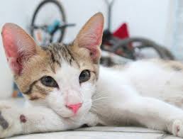 I went to the local vet and he what she came home with the shelter was originally thought to be a bad ear infection actually is a what causes an ear hematoma? Cat Ear Care Problems And Solutions Profeline