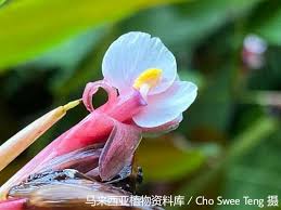 Image result for Marantochloa