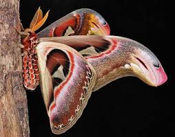 The atlas moth is a large moth that first appeared in new horizons. Male Atlas Moth Attacus Atlas Taprobanis Saturniidae Atlas Moth Moth Moth Caterpillar