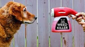 How long to keep dogs off grass after weed killer? How Long To Keep Dog Off Grass After Weed Killer Usage