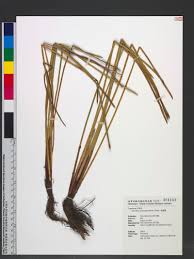 Image result for Eleocharis acutangula