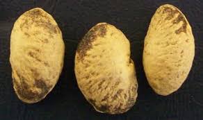 Image result for Vangueria randii