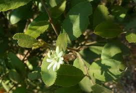 Image result for Paropsia brazzeana