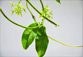 Image result for Cryptolepis