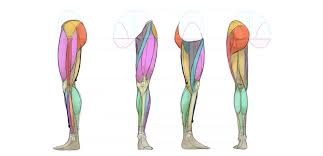 Male back muscle reference anatomy in 2019 anatomy for artists. How To Draw Anime Characters