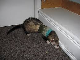 Check spelling or type a new query. Ravelry Ferret Sweater Pattern By Allison Macalister