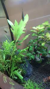 Image result for Hygrophila spiciformis