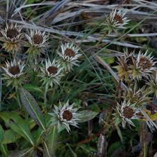 Image result for Macledium zeyheri