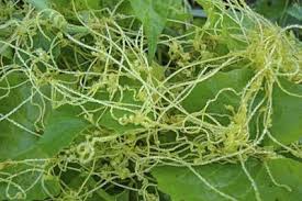 Image result for Cuscuta australis