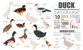 Poultry Farming Infographic Template Duck Breeding Flat Design