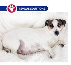 The first step that goes into preparation is setting the due date, which is normally 63 days after ovulation. Caesarean Section In Dogs What To Expect When Your Dog Needs A C Section