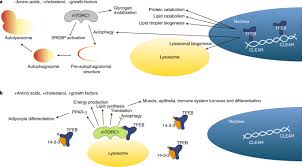 In plant cells vacuoles can carry out lysosomal functions. The Lysosome As A Cellular Centre For Signalling Metabolism And Quality Control Nature Cell Biology