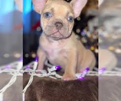 All of our french bulldogs are akc registered and have impressive pedigrees. View Ad French Bulldog Litter Of Puppies For Sale Near Oklahoma Moore Usa Adn 224833