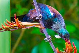 Neuseeland ist vor allem für seine atemberaubenden landschaften bekannt, die schon zahlreiche filmemacher in ihren bann gezogen haben. Tiere In Neuseeland Tipps Von Tourleader Neuseeland