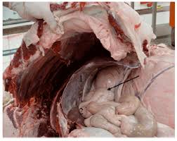 Upper 1/3 is striated muscle (continuation of the muscle of the oropharynx). Gross Anatomical Studies On Duodenum Of One Humped Camel Camelus Dromedarius Scialert Responsive Version
