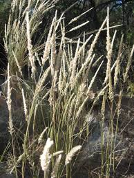 Image result for Enneapogon scoparius