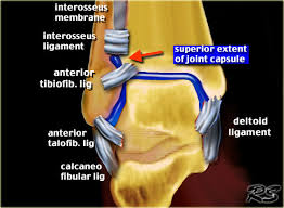 Fracture of the proximal third of the ulnar shaft with radial head dislocation g. The Radiology Assistant Fracture Mechanism And Radiography