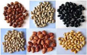 Image result for Dolichos