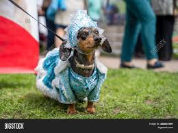 We breed for the love of the breed and just a few litters per year. Portrait Dog Dachshund Image Photo Free Trial Bigstock