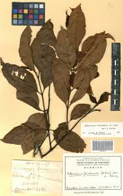 Image result for Holarrhena floribunda