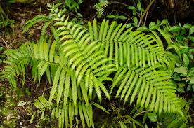 Image result for Amblovenatum