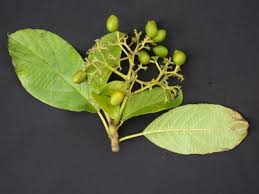 Image result for Cordia sp.A.